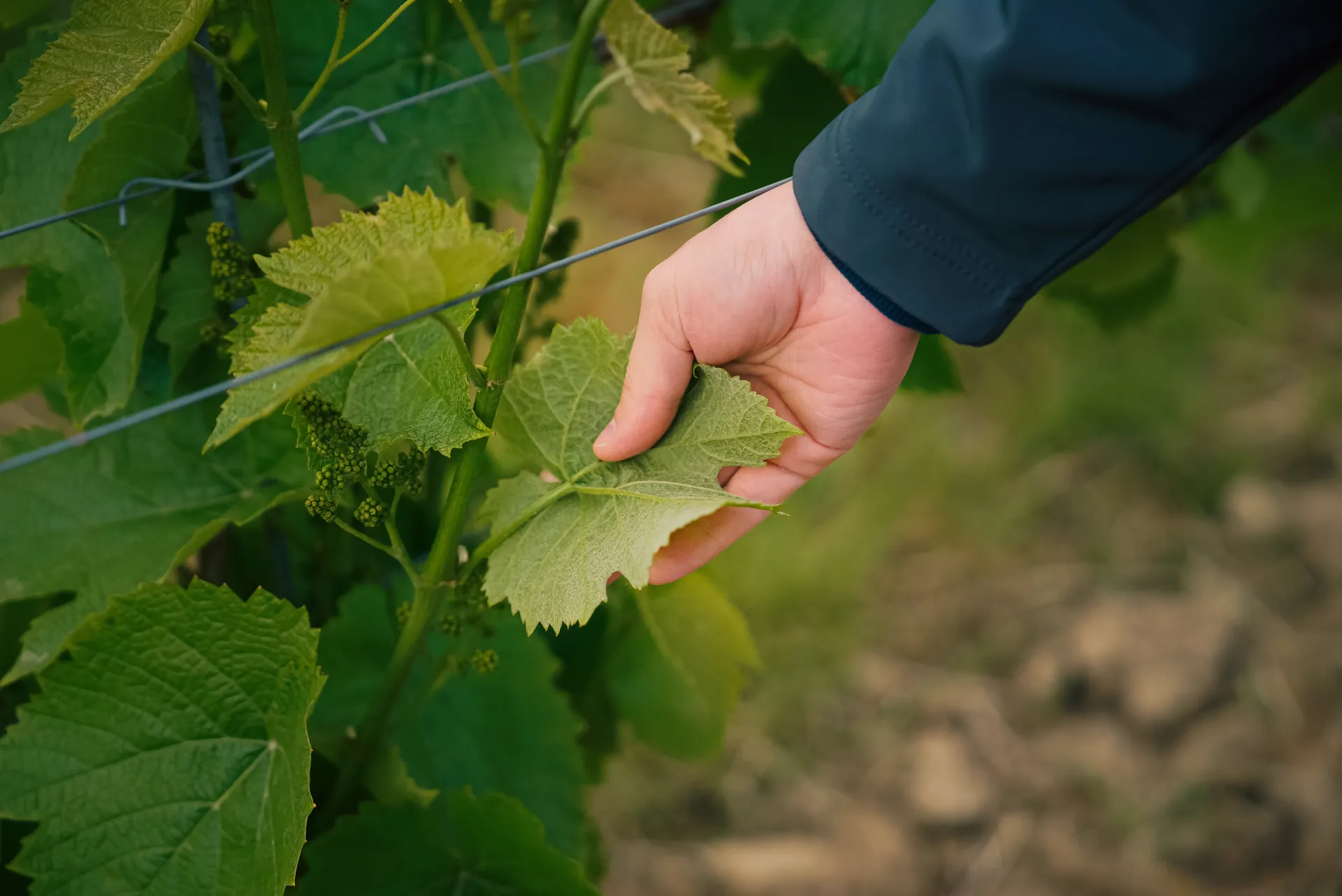 feuille de vigne