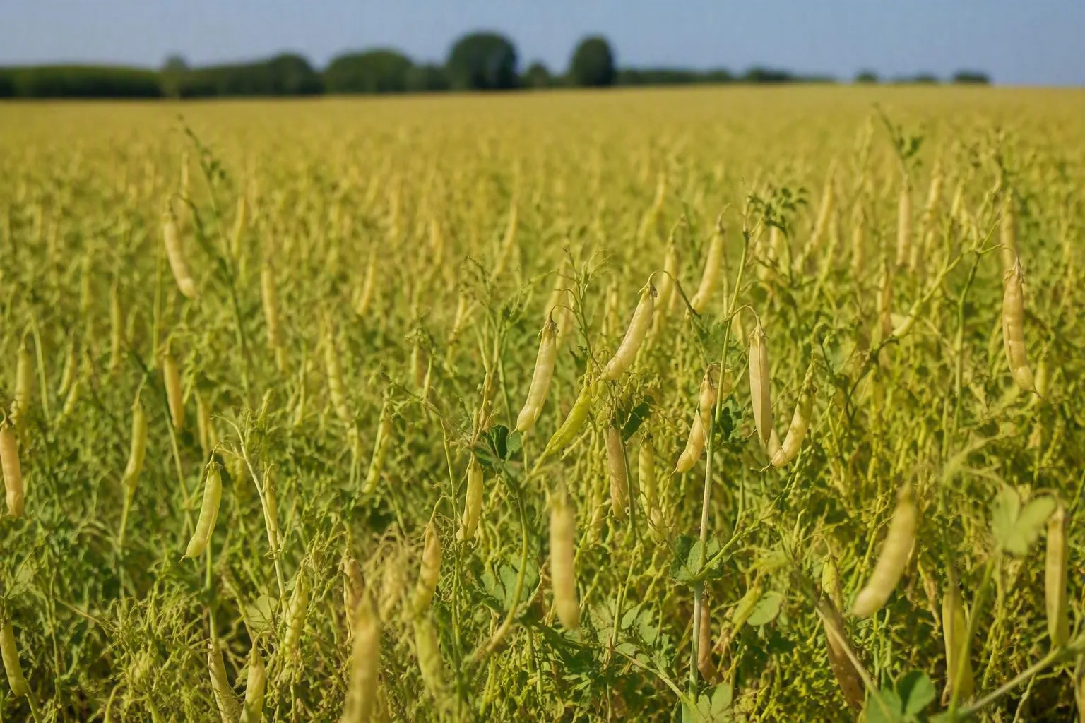 photo d'un champ de pois jaune