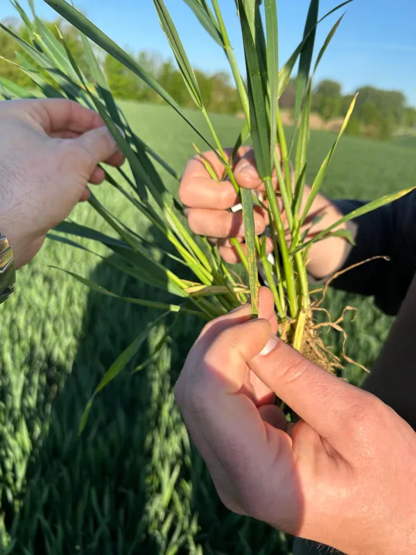 Protection des plantes