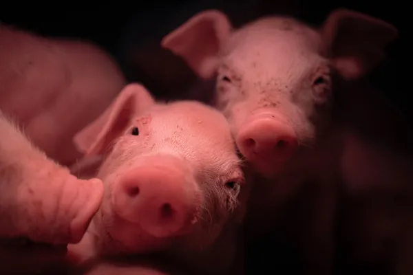 la-scam-innovation-filière-animal